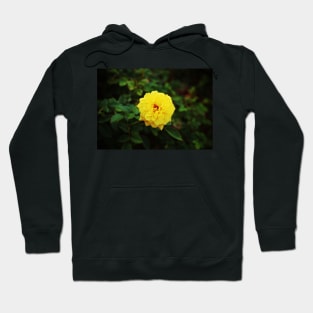 Autumn Yellow Rose Hoodie